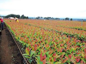 Silvicultura clonal em Eucalyptus